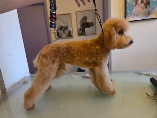 The Dog House