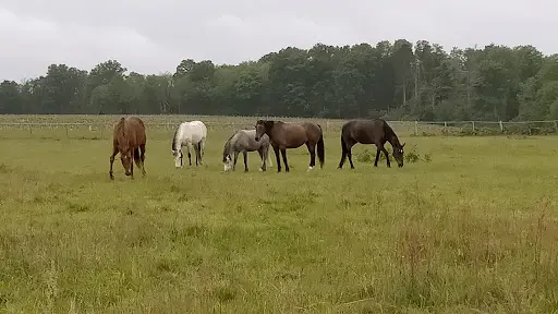 Les Écuries de la Galiniere