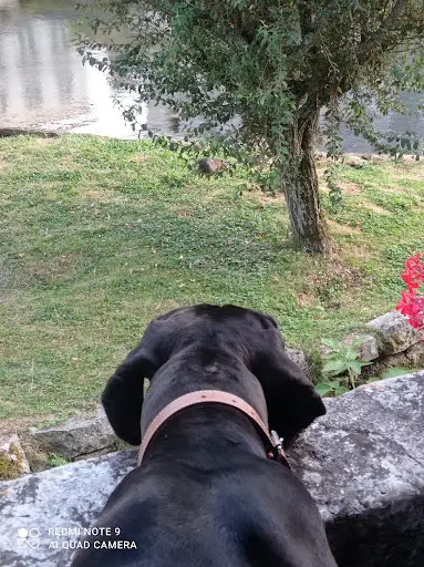 Babydogschool