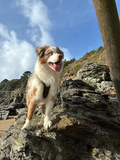 Cynodog