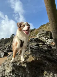 Cynodog