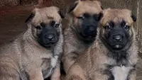 Les Loups du Ranch
