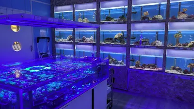l'Atelier de l'Aquarium
