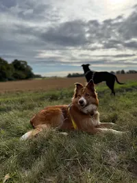 De Nature Canine Versailles - Comportementaliste et Éducateur Canin