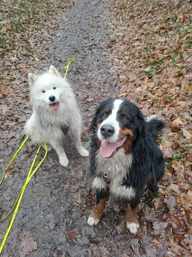 Dog Escapade By Yo - Promeneur et Éducateur Canin