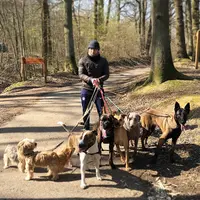 Les Chiens du Roi