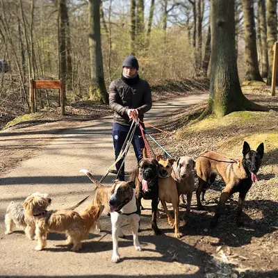 Les Chiens du Roi