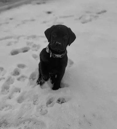 Labradors de Pont-barreau