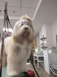 Une Histoire de Chiens