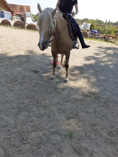 Earl Poney Club du Gres Rose