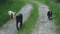 Homo Canis