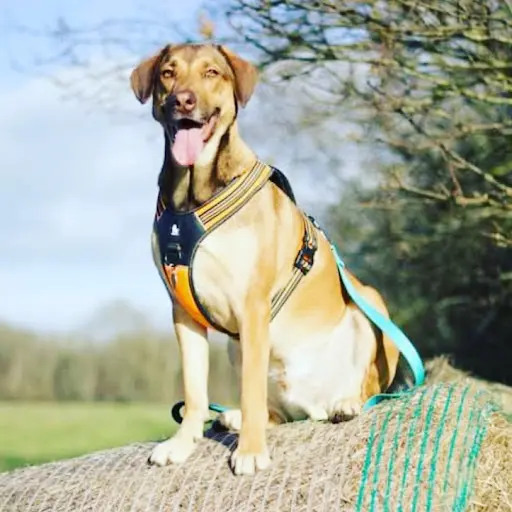 Instinctivement Chien