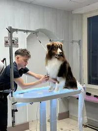Le Chien Bleu