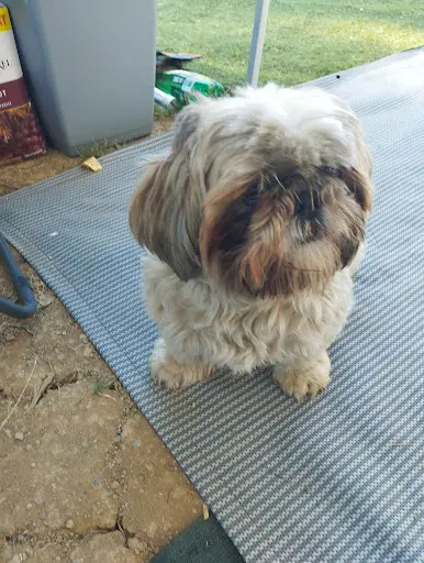 Chestou Poils