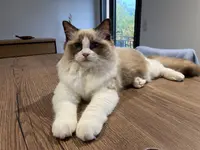 Elevage Ragdoll Ryu Kawa
