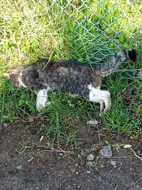 Fourrière Animale du Canton D’agde