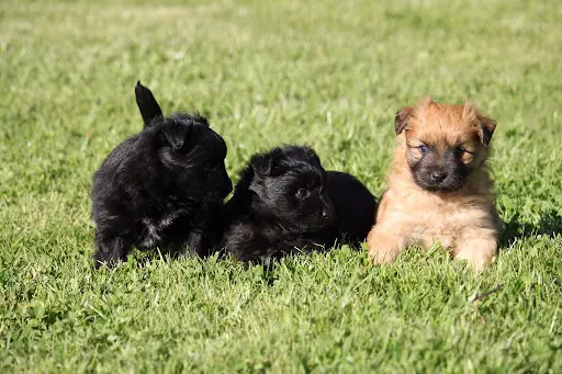 Éleveur de Chiens Berger des Pyrénées : Élevage du Pic d'Arbizon