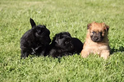 Éleveur de Chiens Berger des Pyrénées : Élevage du Pic d'Arbizon
