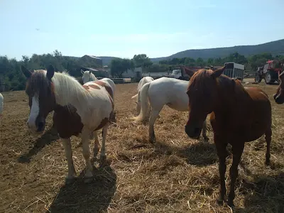 Equitation Vic la Gardiole