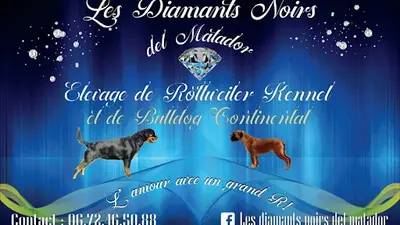 Les Diamants Noirs Del Matador Elevage de Rottweiler et Bulldog Continental