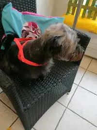Baby Dog