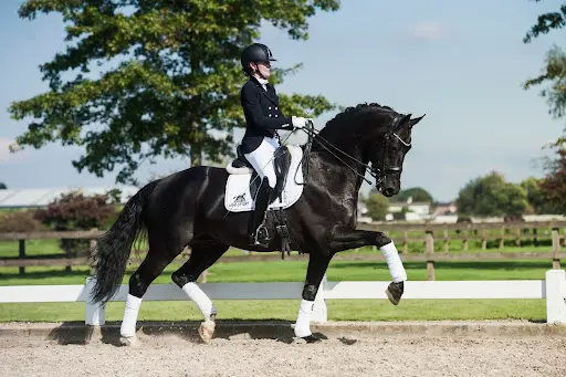 Haras du Feuillard