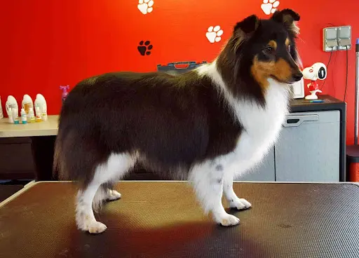 Brivadog