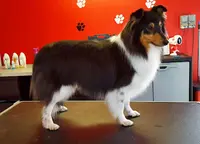 Brivadog