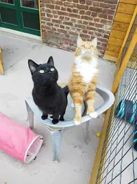 Aux Chats Paisibles