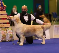Golden Retriever de l'Hubac de Gaget