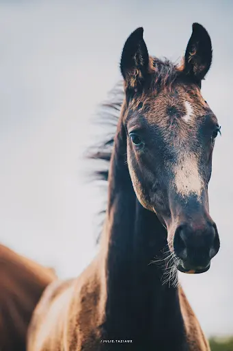 Abdressage