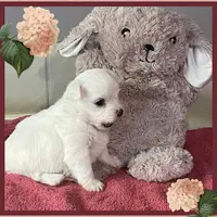 Au Domaine des Chiens de la Sambre (élevage de Bichon Maltais )
