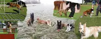 Vieux-vy Sport Canin, Club Canin et d'Éducation Canine de Vieux Vy sur Couesnon