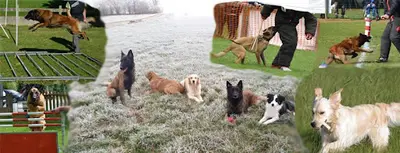 Vieux-vy Sport Canin, Club Canin et d'Éducation Canine de Vieux Vy sur Couesnon