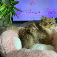 Ô Dream Pads