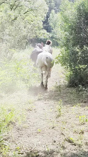 Les Chevaux des Clauzes
