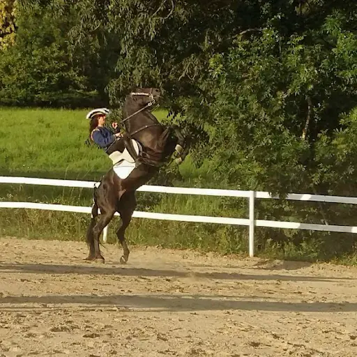 Haras Del Lobo
