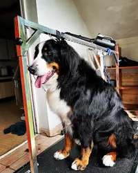 Coco Canin