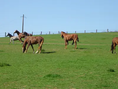 Ecuries du Centaure