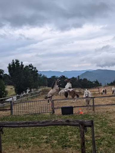 Poney Club des Clots