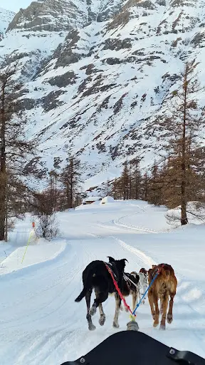 Husky Adventure Had2 Max