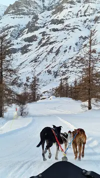 Husky Adventure Had2 Max