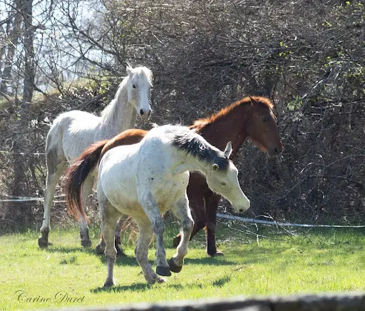 Le Verdon À Cheval