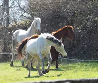 Le Verdon À Cheval