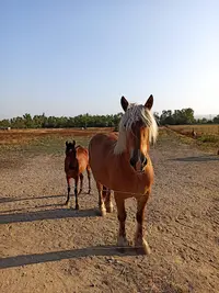 Centre Equestre du Caire