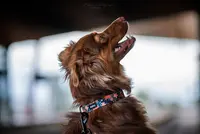 Hop Dog