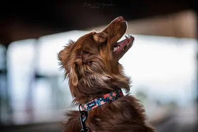 Hop Dog