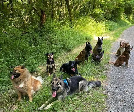 Dans les Yeux de Mon Chien