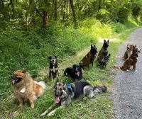 Dans les Yeux de Mon Chien