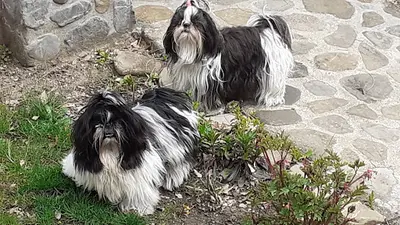Elevage de la Gattelière Shih Tzu